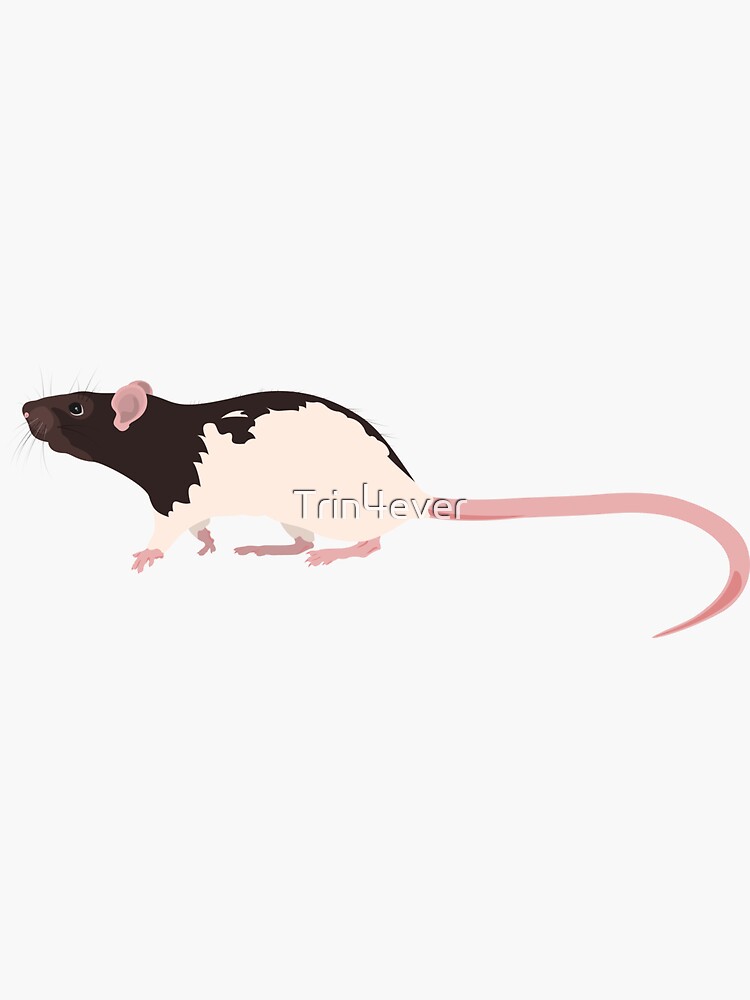 Hooded Rat 2 by Trin4ever