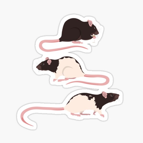 Rat Trio Sticker
