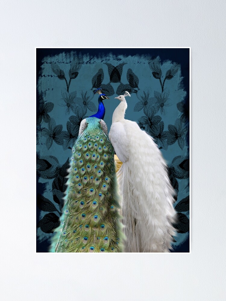White Peacock And Blue Peacock Bird Photo Art 32 Poster By Bynicol Redbubble