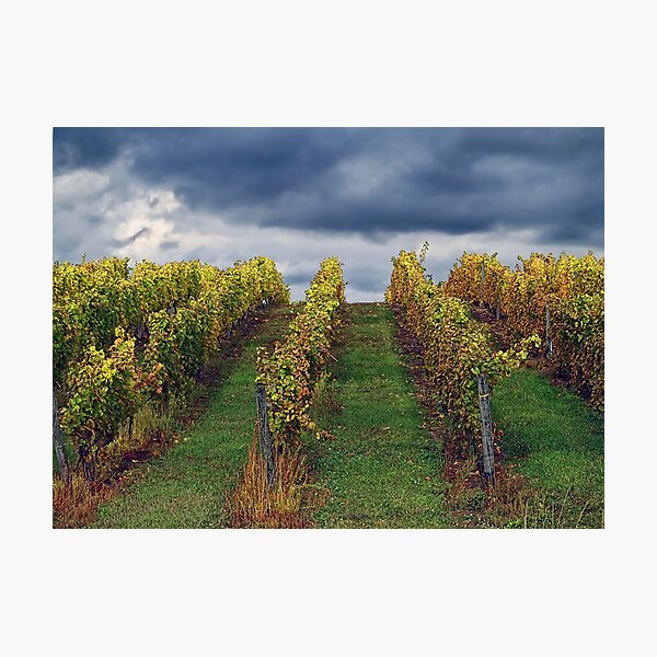 Item preview, Grapevines in Traverse City designed and sold by Terry Doyle.