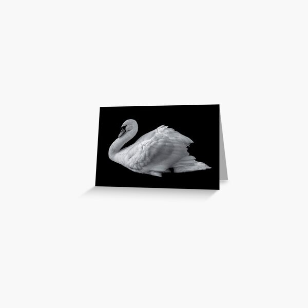 Swan Greeting Card
