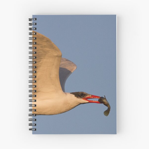 Item preview, Royal Tern with Fish designed and sold by WorldDesign.