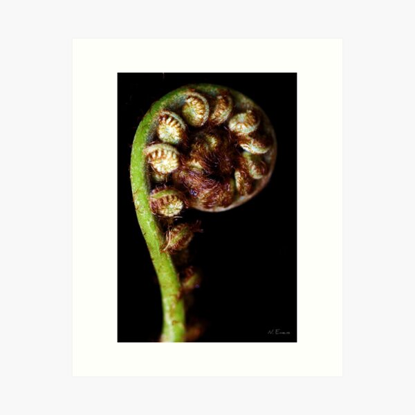 "P" is for Palm Art Print