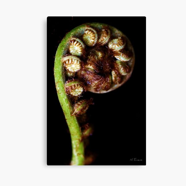 "P" is for Palm Canvas Print