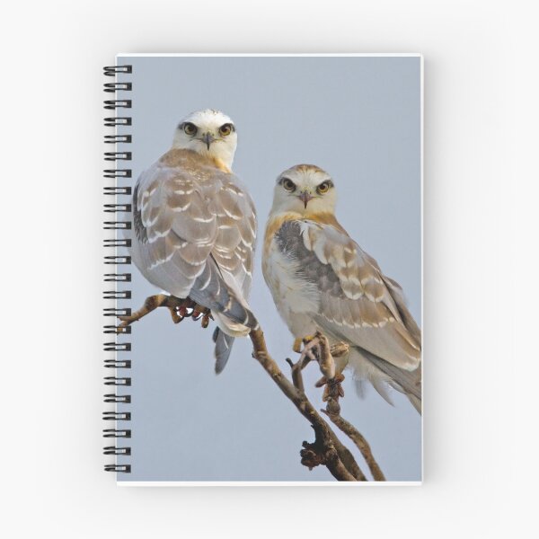Aperçu de l'œuvre Black-shouldered Kites 3 créée et vendue par Seesee.