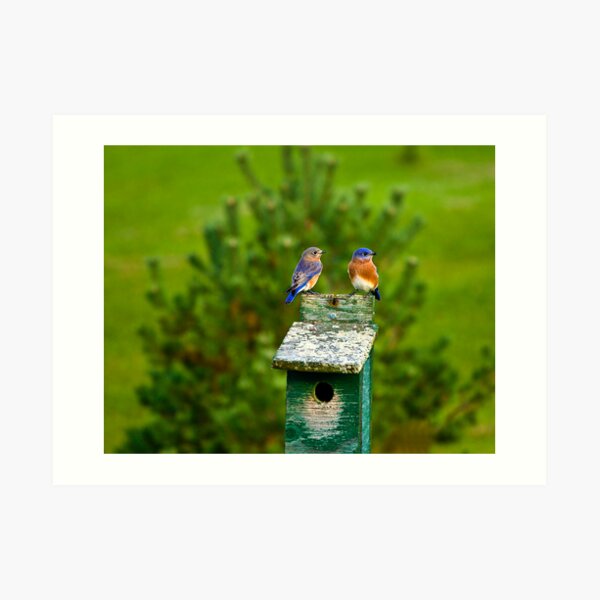 Hello Sweetie! Art Print