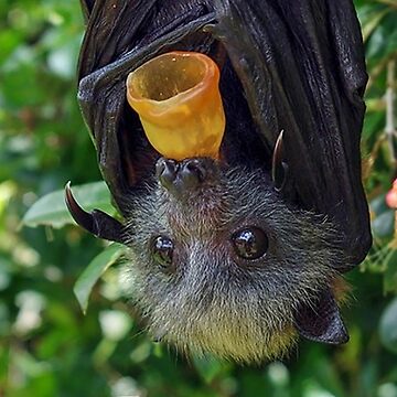 Artwork thumbnail, Batzilla - Adorable Flying Fox by batzilla