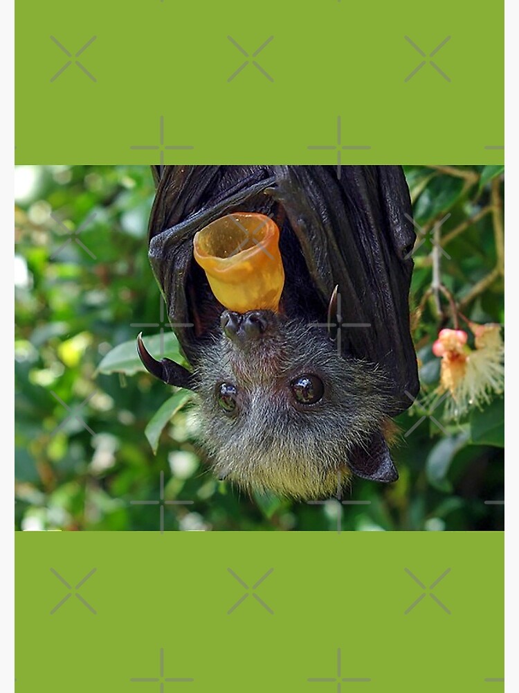 Thumbnail 3 of 3, Journal, Batzilla - Adorable Flying Fox designed and sold by batzilla.