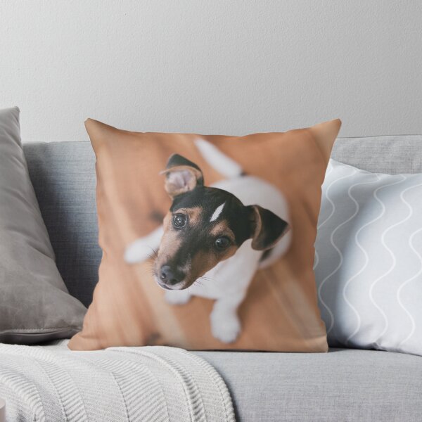 Item preview, Cute Jack Russell Mix Looking at the Camera designed and sold by chillchar1234.