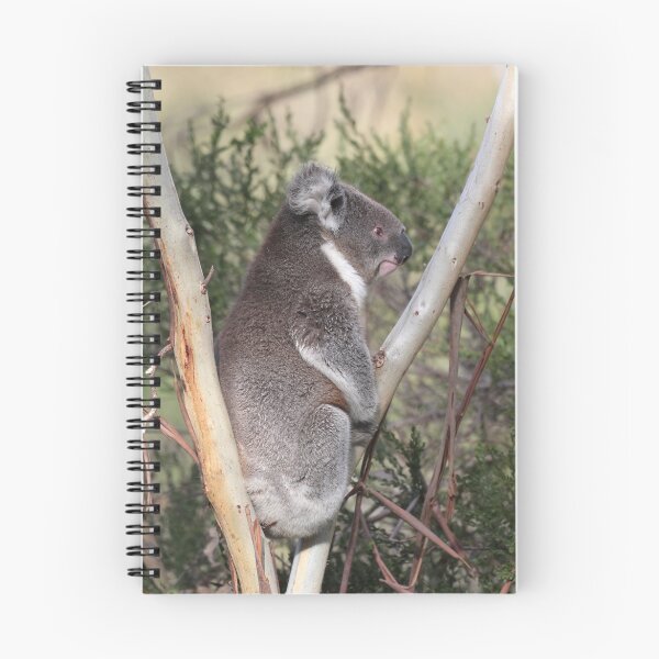 Item preview, Koala from Onkaparinga NP of Sth Aust. 5 designed and sold by Seesee.