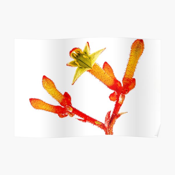 Yellow Kangaroo Paw Poster