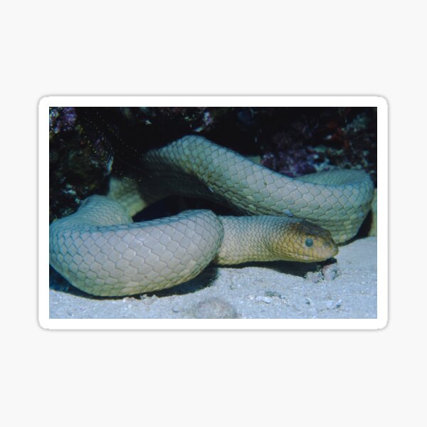 Olive Seasnake Sticker