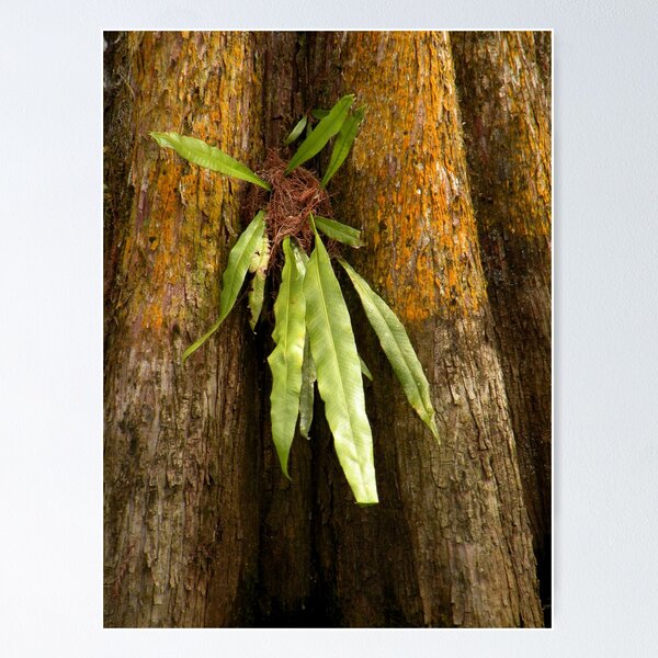 Item preview, Growth on the Cypress Tree designed and sold by Rosalie Scanlon.