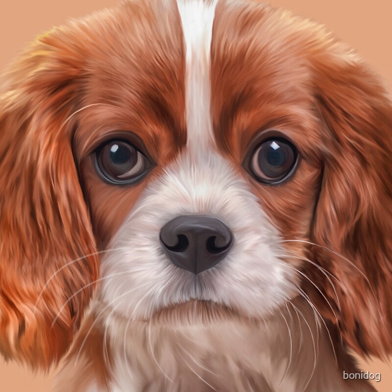 "Drawing Dog Cavalier King Charles Spaniel " by bonidog | Redbubble