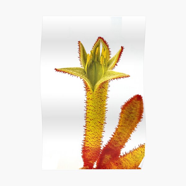 Kangaroo Paw - Anigozanthos Poster
