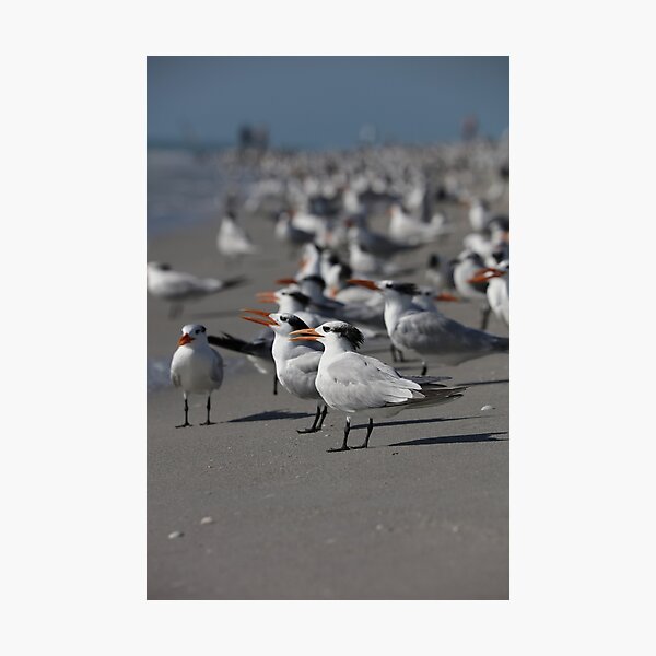 Item preview, Royal tern designed and sold by MelKowasic.