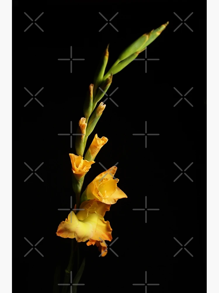 Thumbnail 3 of 3, Poster, Flower designed and sold by Creative Rafa.