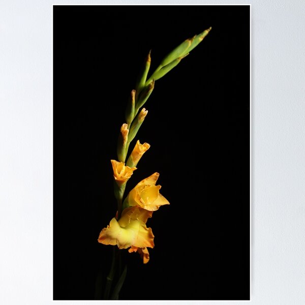 Aperçu de l'œuvre Fleur créée et vendue par Creative Rafa.