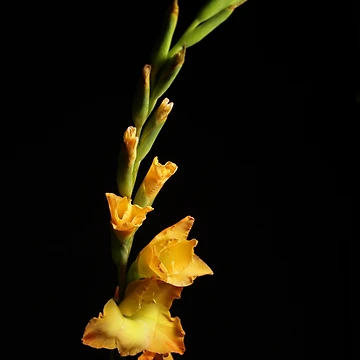 Artwork thumbnail, Flower by Creative Rafa