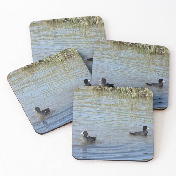 Item preview, Two Coots Swimming designed and sold by Moonshine Paradise.