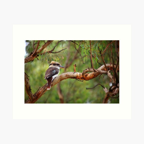 Item preview, Kookaburra II designed and sold by Daniela Pintimalli.