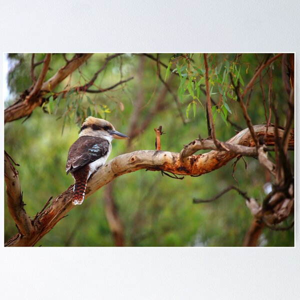 Item preview, Kookaburra II designed and sold by Daniela Pintimalli.