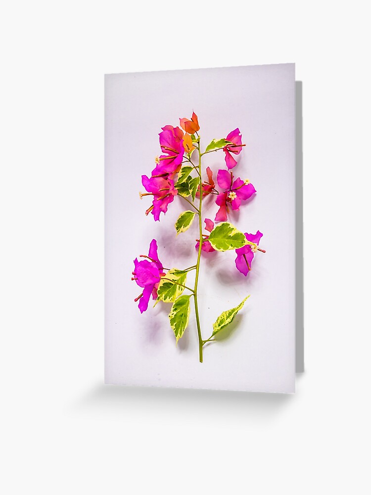 Tarjetas de felicitación «Flores de buganvilla rosa con hojas variadas.» de  khellon | Redbubble