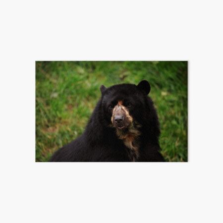 Item preview, Andean Bear designed and sold by Daniela Pintimalli.
