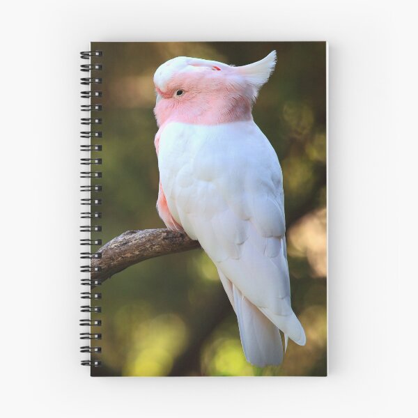 Item preview, Major Mitchells Cockatoo III designed and sold by TVD-Photography.