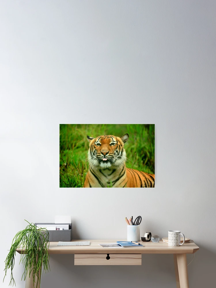 Thumbnail 2 of 3, Poster, Tiger: Raspberry designed and sold by TVD-Photography.