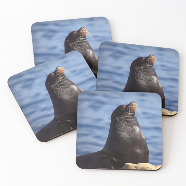 Item preview, Sealion Pose designed and sold by TVD-Photography.