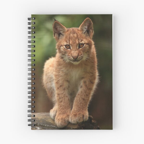 Item preview, Baby Lynx II designed and sold by TVD-Photography.