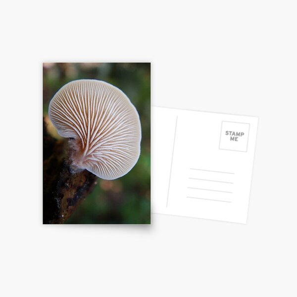Fan Fungus Postcard