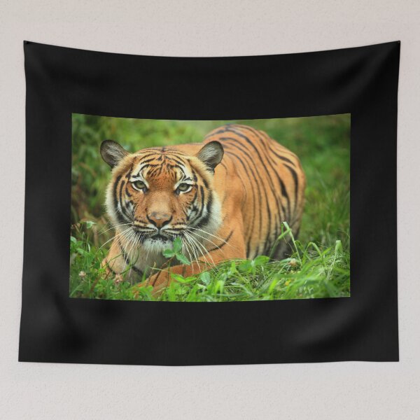 Item preview, Stalking Tigress designed and sold by Daniela Pintimalli.