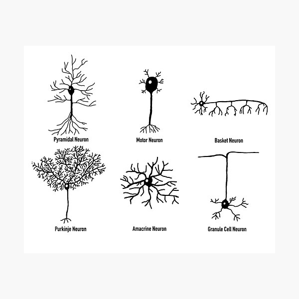 Types Of Neurons Photographic Print