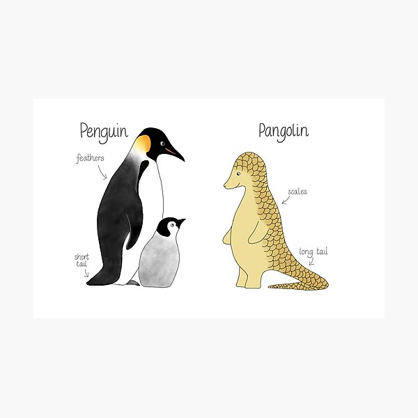 Penguin or pangolin? Photographic Print