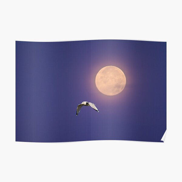 Moonlight Flight Poster