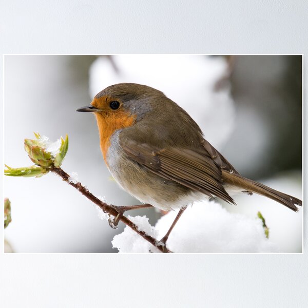 Item preview, Robin in the Snow designed and sold by Eddie Howland.