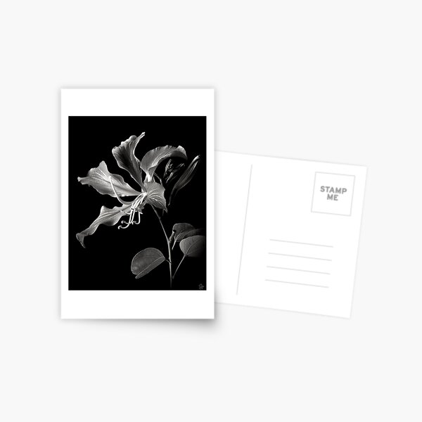 Orchid Flower in Black and White Postcard