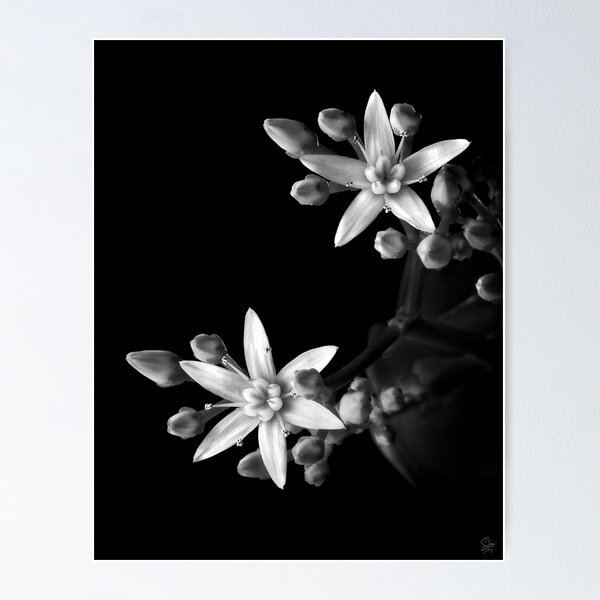 Item preview, Sedum in Black and White designed and sold by Endre.