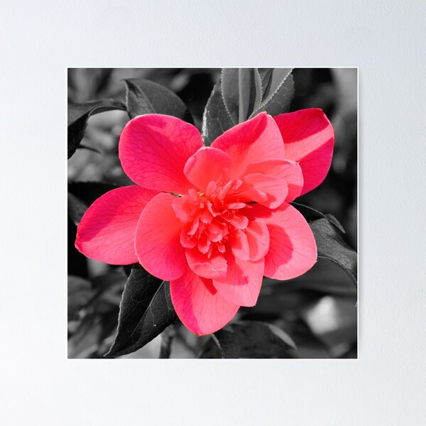 Item preview, camellia japonica designed and sold by waylander99uk.