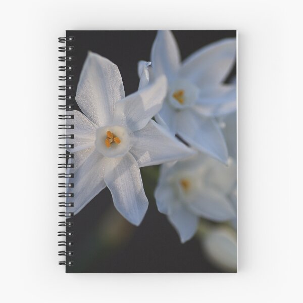 Item preview, Paperwhite  designed and sold by Joy Watson - Natural Light Photography .