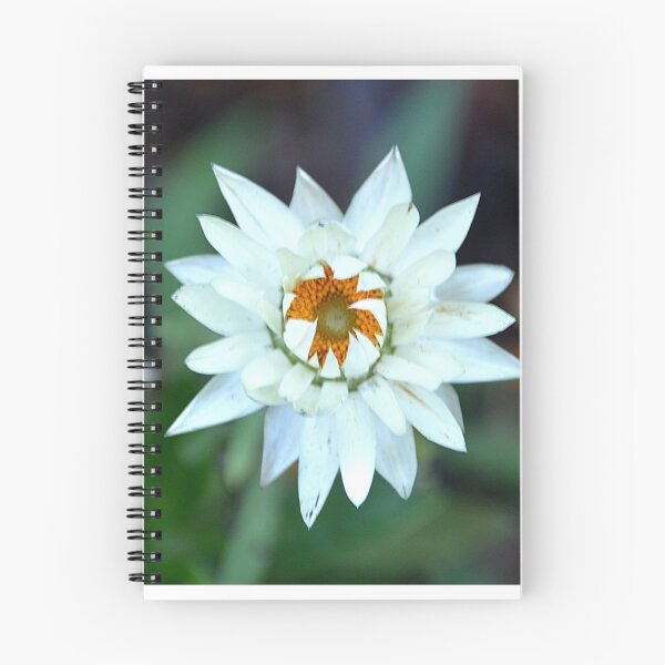 Item preview, PAPER DAISY designed and sold by kazaroodie.
