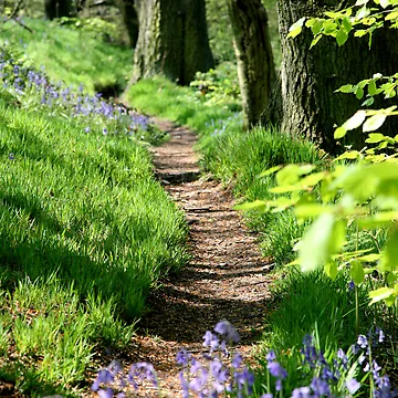 Artwork thumbnail, Spring path by John Keates
