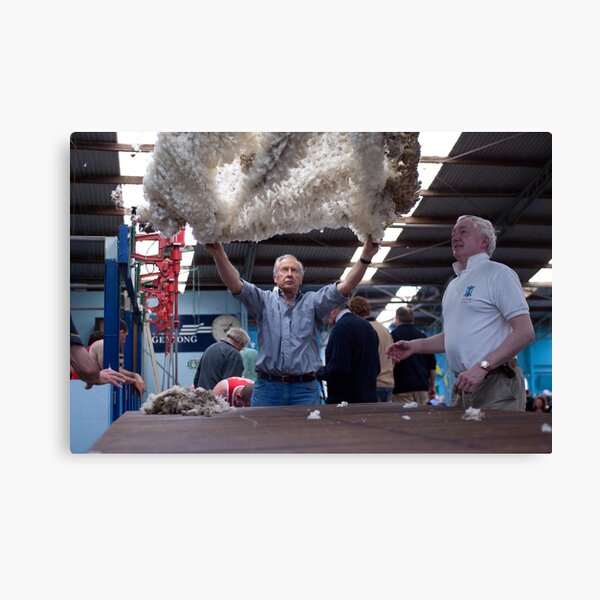 Throwing the fleece Canvas Print