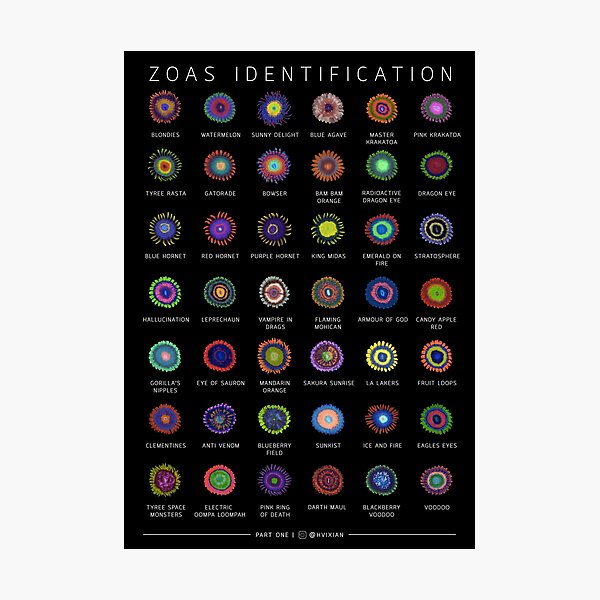 Zoanthids Identification Poster Photographic Print