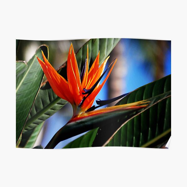 Bird of Paradise Poster