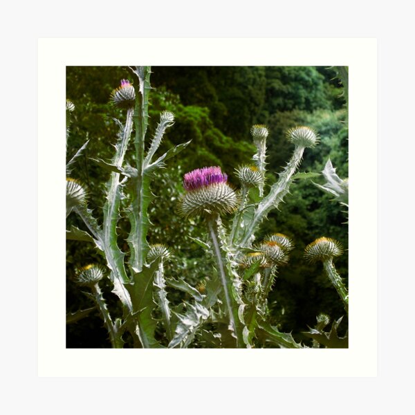Thistles Art Print