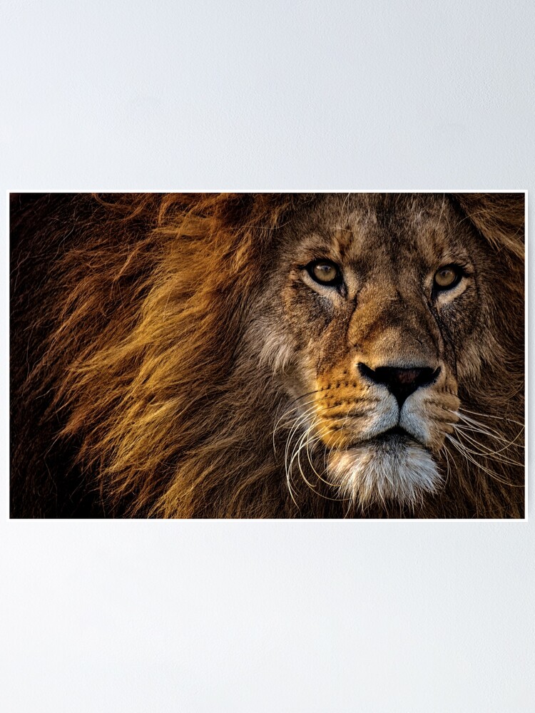 Poster Feroce Fier Lion Predateur Dangereux Criniere Grand Chat Male Par Logicaltoad Redbubble