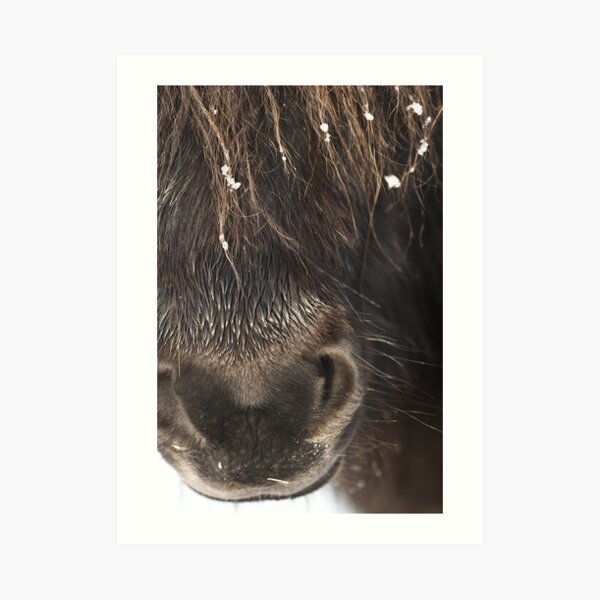 Shetland Pony Art Print